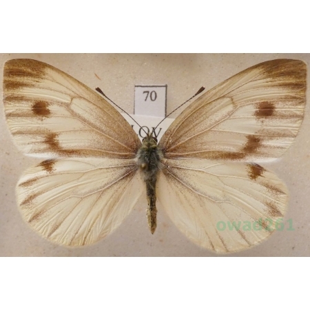 Pieris bryoniae (Hübner, 1806) female Bielinek bryonie Slovakia70